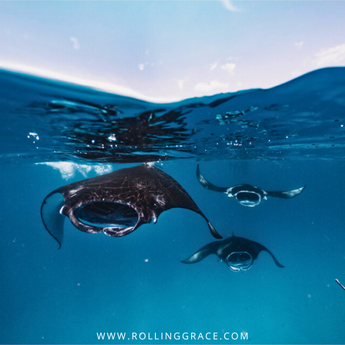 Manta rays swimming in Hanifaru Bay during manta season in Baa Atoll Maldives