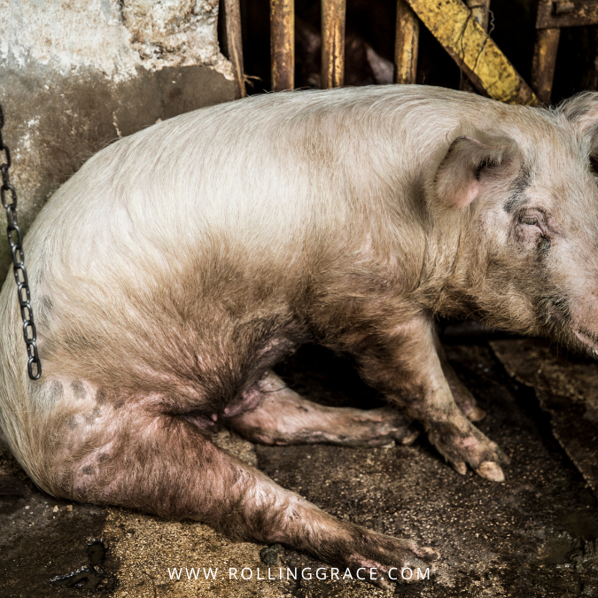 Pig on the floor of a slaughterhouse facility in poor conditions