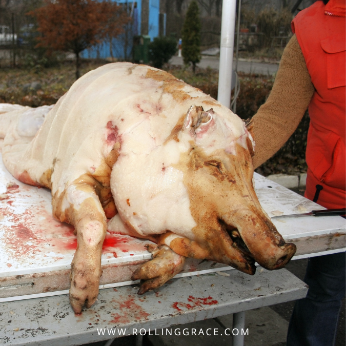 pig carcass being processed at a slaughter facility