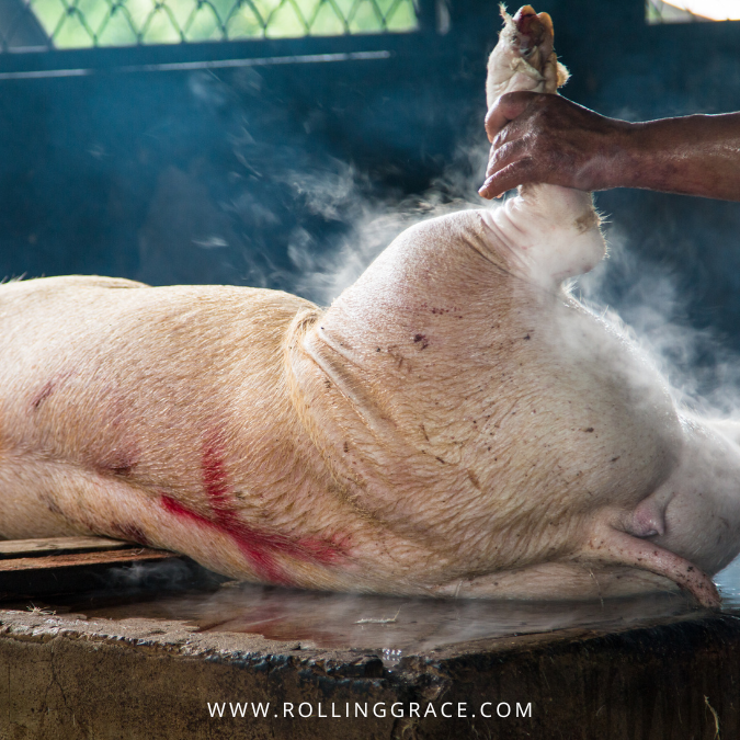 Pig restrained in a slaughterhouse prior to slaughter