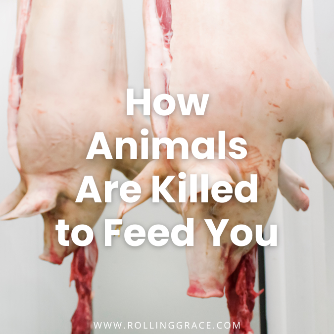 How Animals Are Killed for Meat Consumption