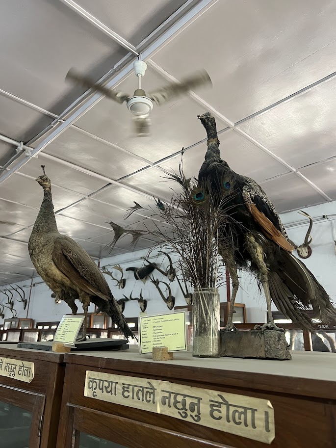 Exploring the 7 Best Museums in Kathmandu, Nepal 9 Wildlife taxidermy exhibit at the Natural History Museum of Nepal near Swayambhunath Kathmandu