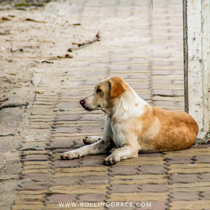 Stray dog sitting alone on a street pavement in Malaysia