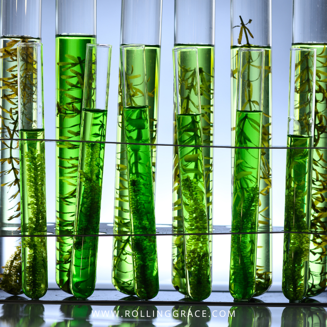 Green algae growing in laboratory test tubes for bio-based plastic research