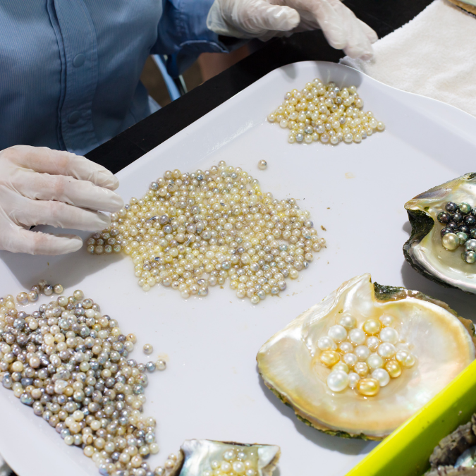 Pearl farming trays laid out at a Phu Quoc pearl farm showing freshwater pearls