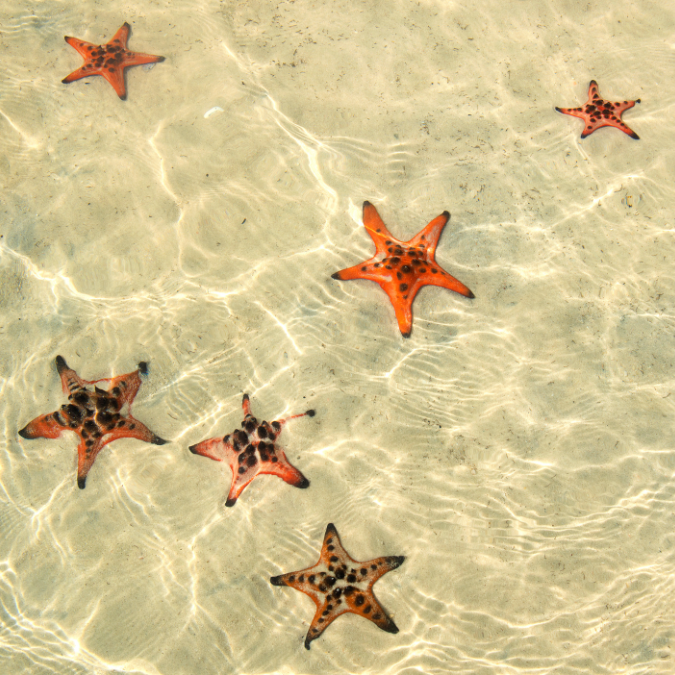 Starfish visible in the shallow clear water at Starfish Beach, Phu Quoc
