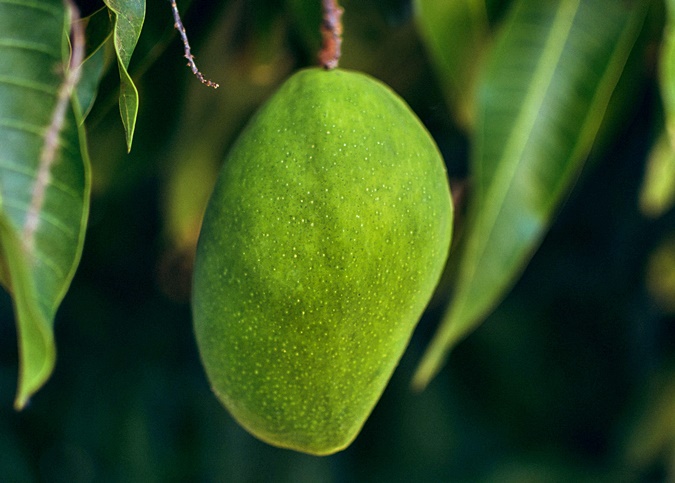 Whole Harum Manis mango growing in Perlis orchard