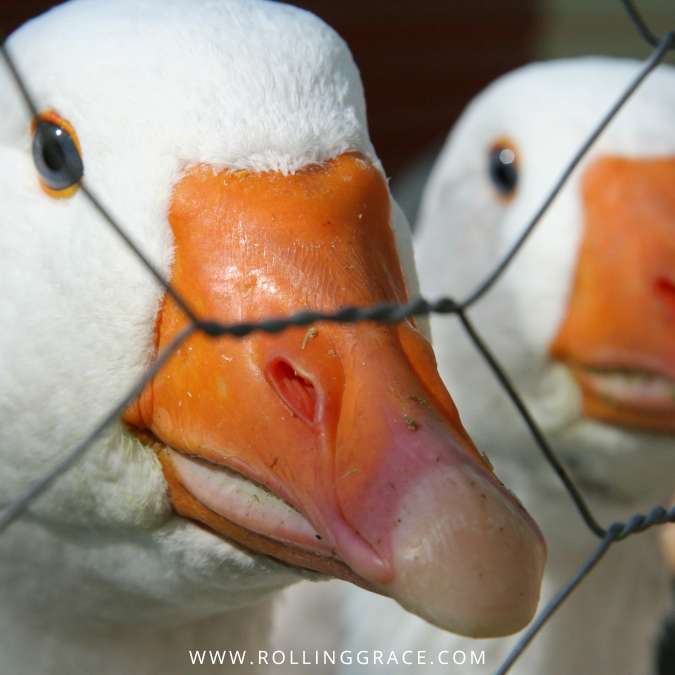 Force-feeding ducks during foie gras production process