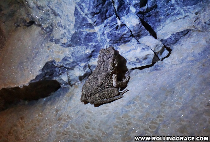 Cave dwelling frog inside Gua Kelam cave in Perlis