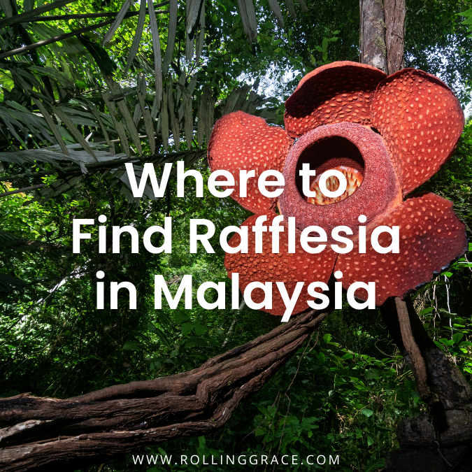Find Rafflesia in Malaysia at These 7 Fascinating Places