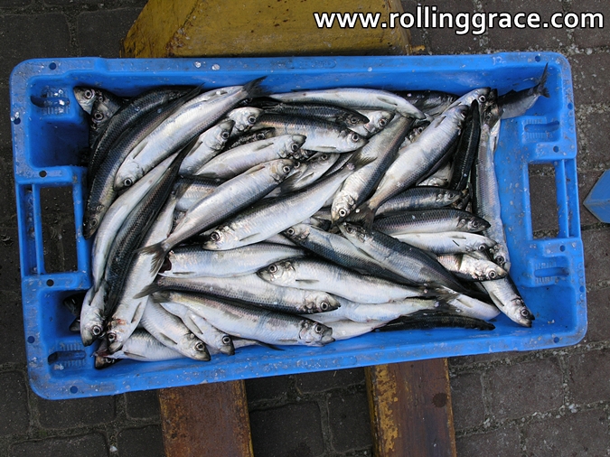 Fresh Baltic herring laid out in a blue plastic crate at a Swedish fishing dock