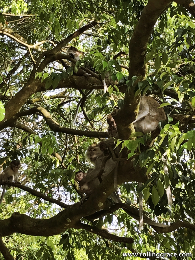Wild monkey resting in tree branches along the Bukit Kiara trail TTDI Kuala Lumpur