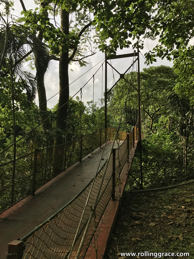 Side view of suspension bridge through forest canopy at Bukit Kiara trail Kuala Lumpur