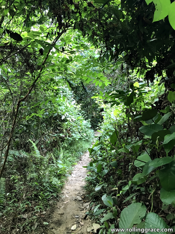 Narrow forested hiking path through dense green canopy at Bukit Kiara trail TTDI Kuala Lumpur