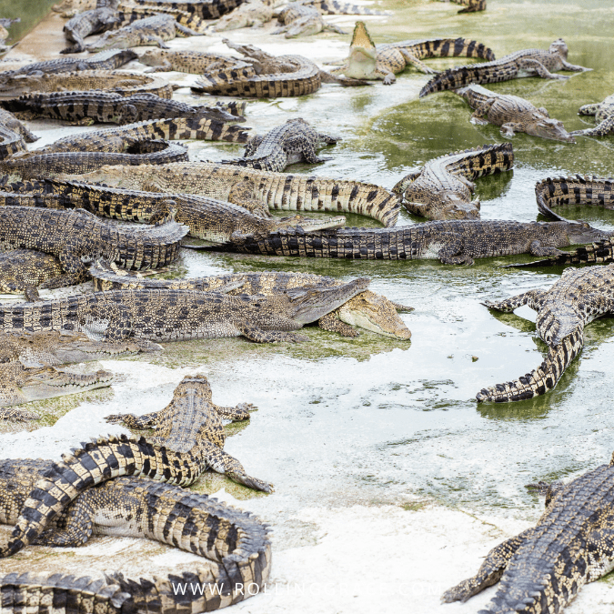 How to Be an Ethical Traveller: 5 Ways to Make a Difference 3 Crocodiles confined in a farming facility, crocodile farming for luxury goods