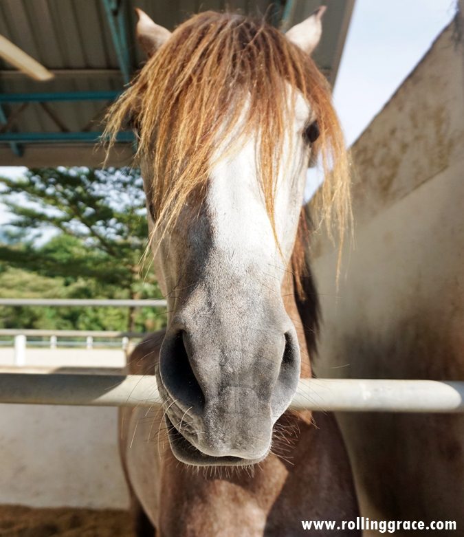 Close-up of a chestnut horse with white blaze in the stables at Equine Resort Yan, Kedah Malaysia
