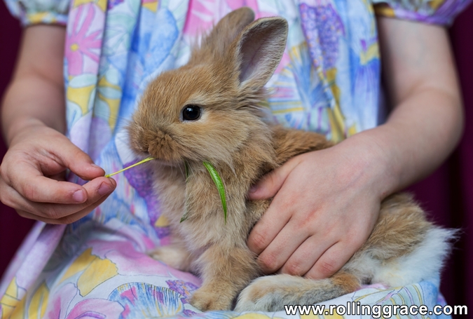 How to Care for a Pet Rabbit: 6 Tips Every Owner Must Know 4 Young child holding and feeding a small fluffy rabbit indoors, how to take care of a bunny for kids