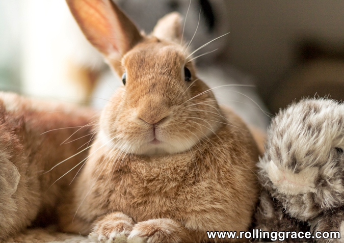 How to Care for a Pet Rabbit: 6 Tips Every Owner Must Know