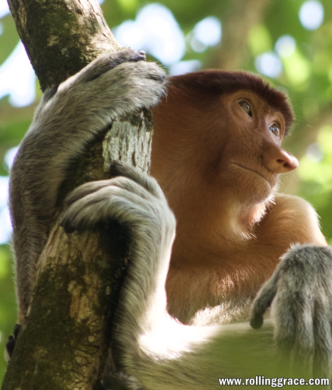 Proboscis monkey in the wild in Borneo clinging to a tree branch in mangrove forest
