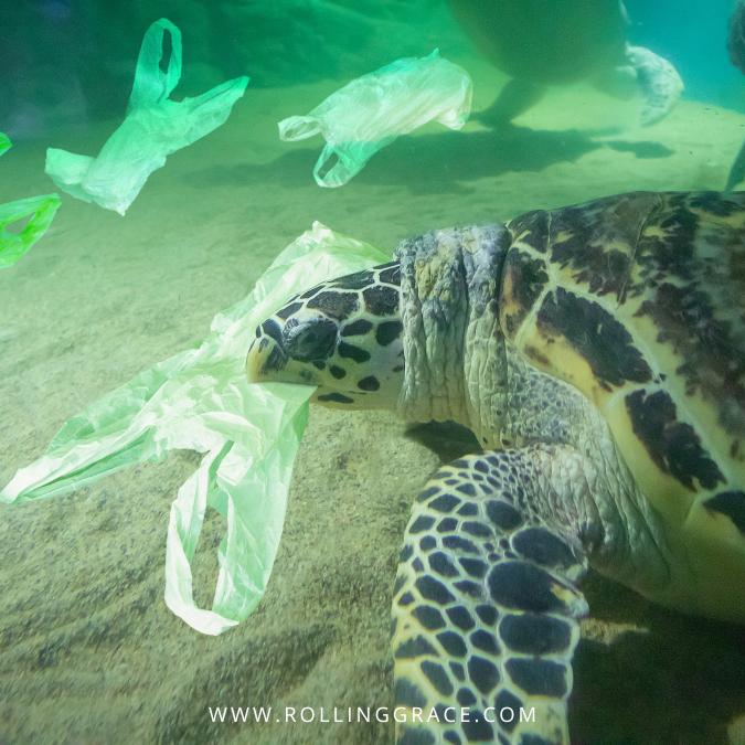 Sea turtle swimming among plastic bags underwater in Thailand, plastic pollution impact on marine life
