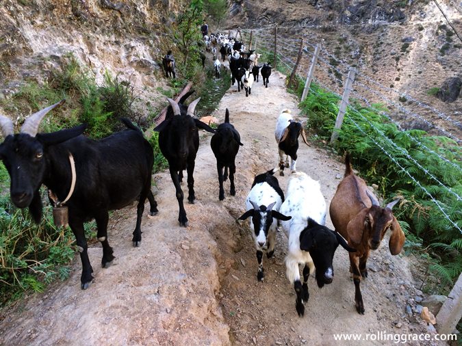 Cattle and hikers sharing the narrow trail at Tiger Leaping Gorge, Yunnan, China