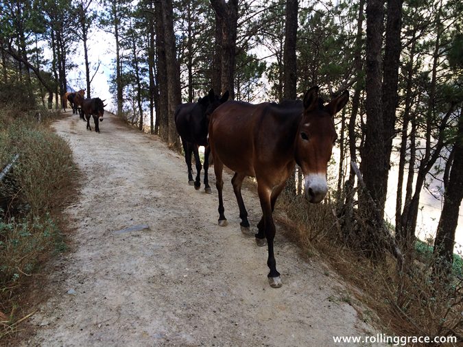 Donkeys walking along a forested section of the Tiger Leaping Gorge High Trail, Yunnan, China