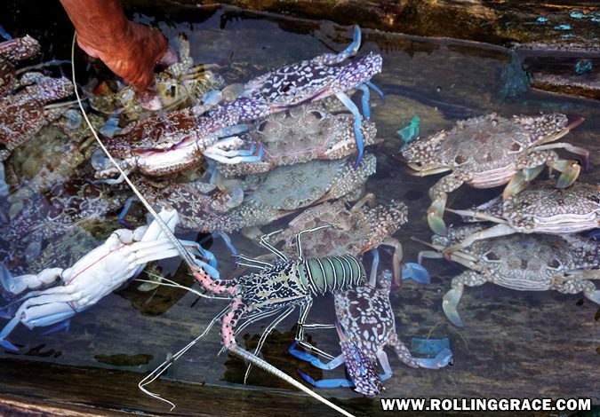 Freshly caught lobster and fish laid out at Bajau Laut village Pulau Mabul Sabah