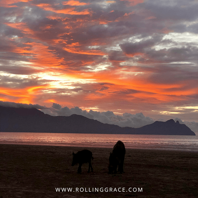 Bearded pig on the beach at sunset in Bako National Park, Sarawak Malaysia