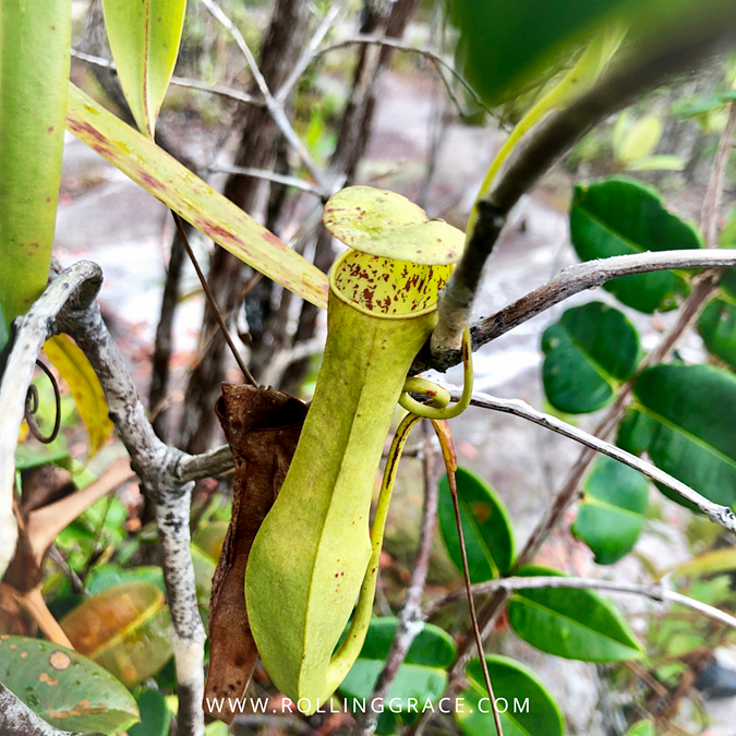 Pitcher plant growing in the wild at Bako National Park, Sarawak Malaysia