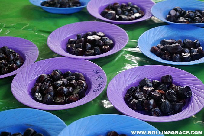 Bags of buah kerdas or genuak, a rare stinky fruit delicacy, for sale at Nat Pokok Getah in Perlis