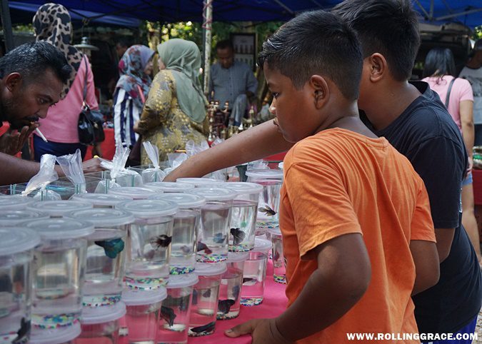 A young boy looking at fish displayed in bags and containers at the live animal section of Nat Pokok Getah in Perlis