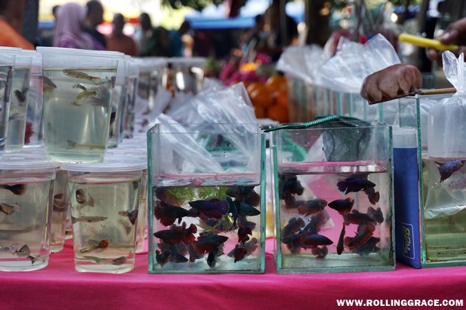 fish displayed in bags and containers at the live animal section of Nat Pokok Getah in Perlis