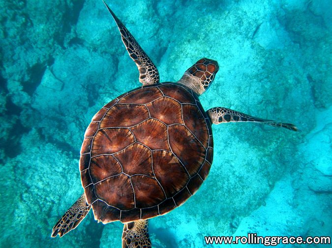 10 Best Things to Do in Mabul Island, Sabah You Must Try 11 Green sea turtle swimming in turquoise water at Pulau Mabul, Sabah, Malaysia
