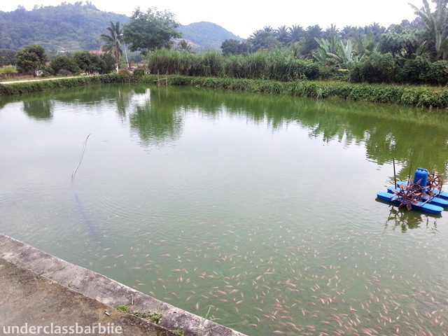 7 Delicious Dishes at Broga Recreational Fishing Park 10 Freshwater fish ponds at Broga Recreational Fishing Park, Kampong Lenggeng, Negeri Sembilan.