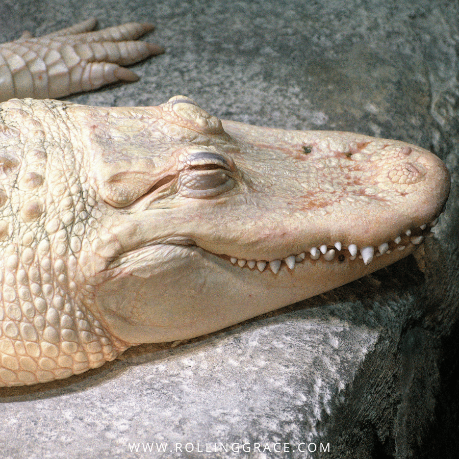 Close-up of an American alligator, the species farmed at Lone Star Alligator Farms in Texas and supplied to Hermès-owned tanneries