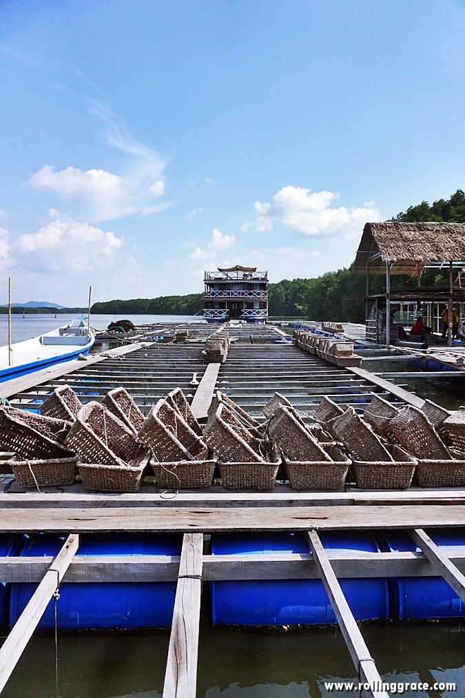 Delicious River Oysters at Bakau Hijau Sungai Merbok (2026) 3 Floating cultivation platforms at Bakau Hijau Sungai Merbok oyster farm on the Merbok River Kedah