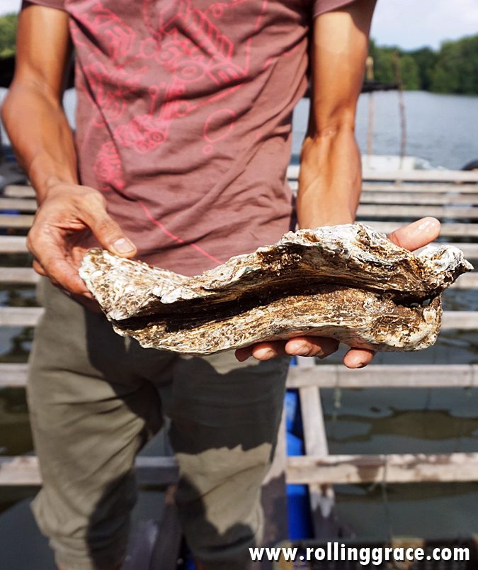 Delicious River Oysters at Bakau Hijau Sungai Merbok (2026) 11 Jumbo river oyster from Bakau Hijau Sungai Merbok oyster farm held up in Kedah Malaysia