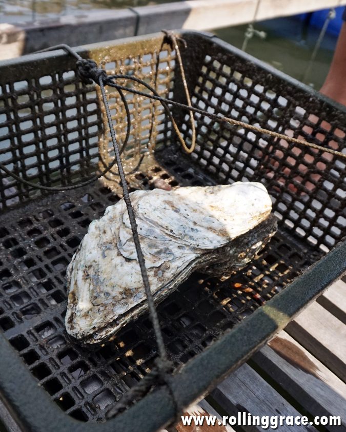 Delicious River Oysters at Bakau Hijau Sungai Merbok (2026) 15 Mature river oyster on a cultivation cage at Bakau Hijau Sungai Merbok floating oyster farm Kedah