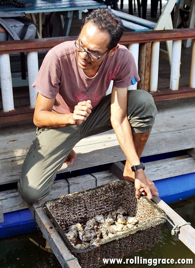 Delicious River Oysters at Bakau Hijau Sungai Merbok (2026) 10 Pak Suk inspecting baby oysters at Bakau Hijau Sungai Merbok oyster farm in Kedah Malaysia