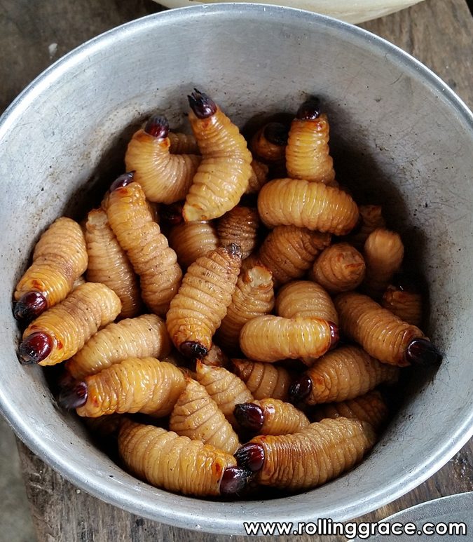 Best Sarawak Food: 20 Must-Try Traditional Dishes Guide 15 Sago worms ulat sagu live grubs of the sago palm weevil in a metal bowl Iban Bidayuh delicacy