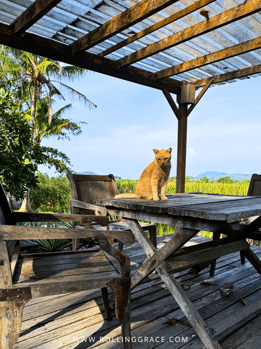 Ginger cat on a wooden pergola overlooking the grounds at Bon Ton Resort, Langkawi, Malaysia