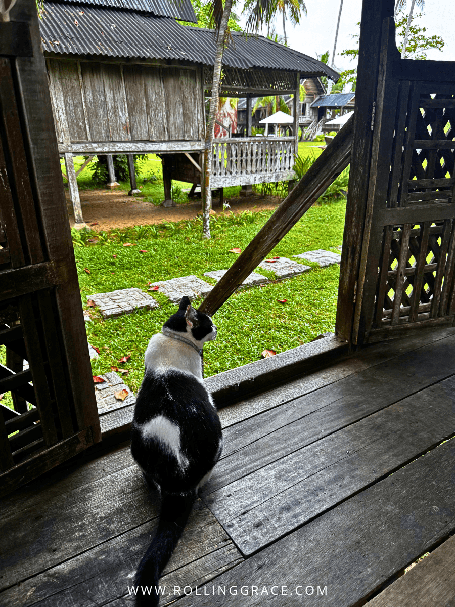 Black and white cat on a dark timber verandah with garden view at Bon Ton Resort, Langkawi, Malaysia