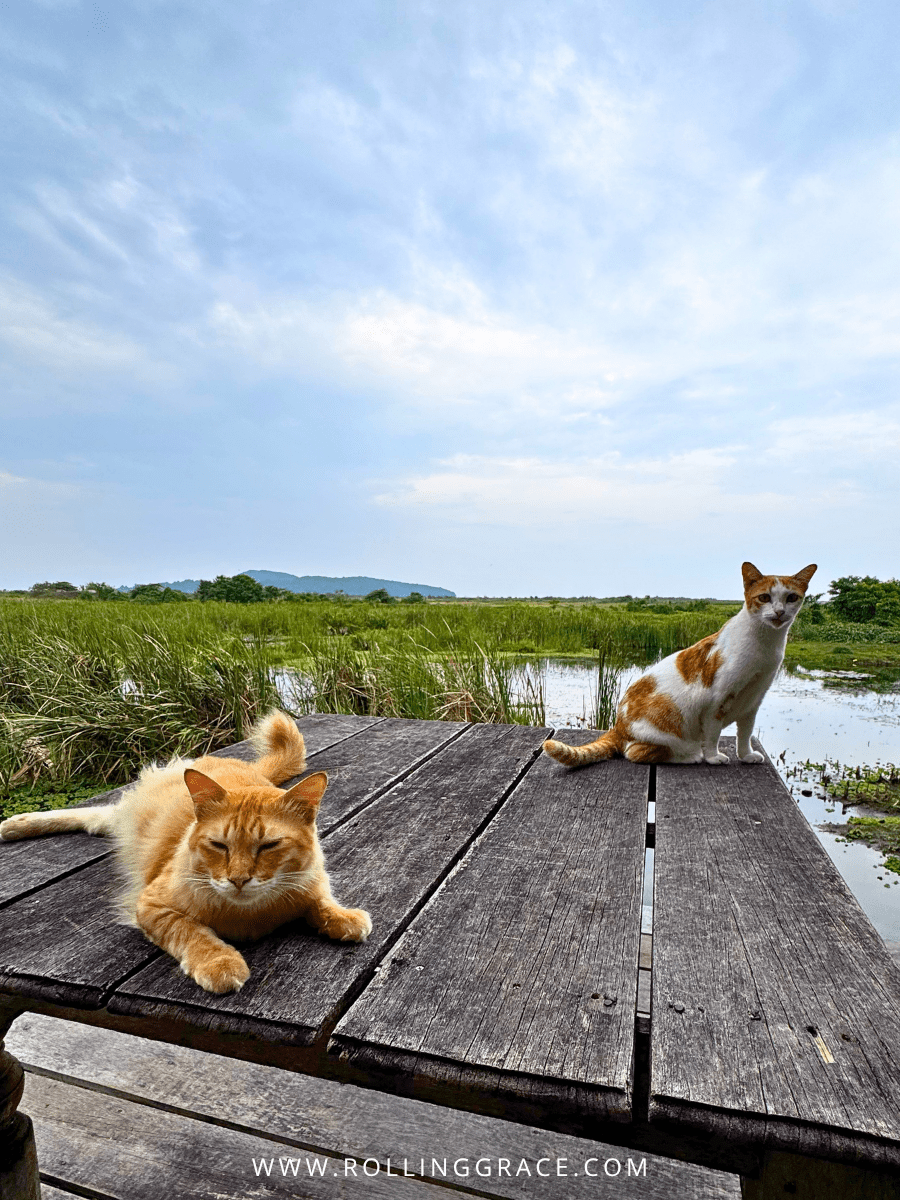 Two cats resting on a wooden table outdoors at LASSie animal sanctuary, Bon Ton Resort, Langkawi, Malaysia
