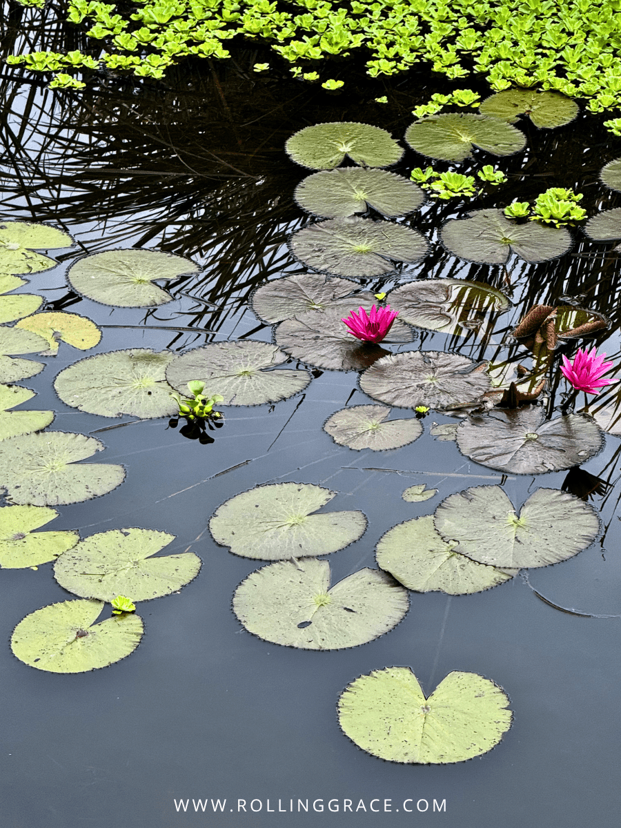 Lily-covered lagoon with pink water lilies and lush greenery at Bon Ton Resort, Langkawi, Malaysia