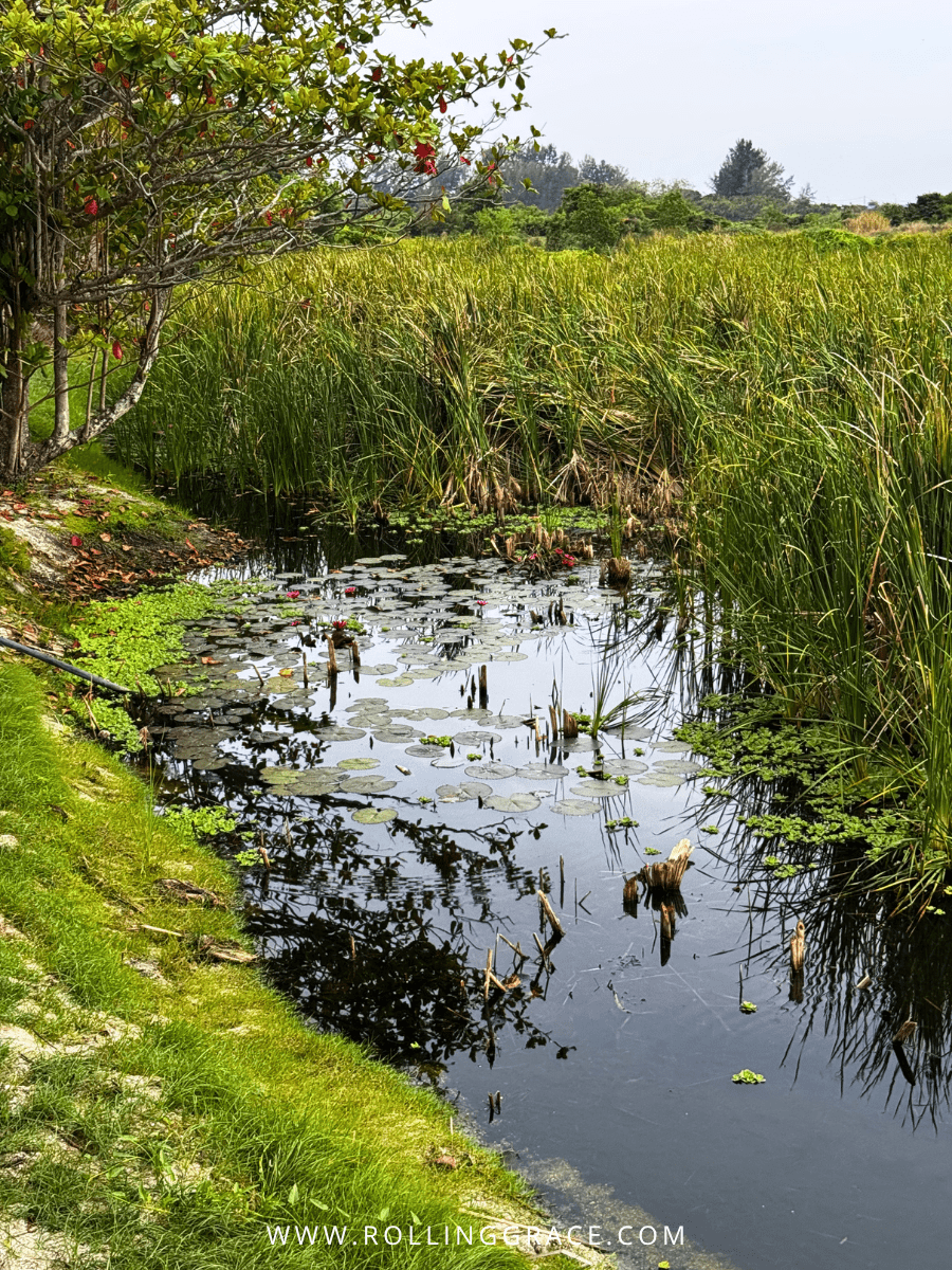 Calm waterway through wetland greenery at Bon Ton Resort grounds, Langkawi, Malaysia
