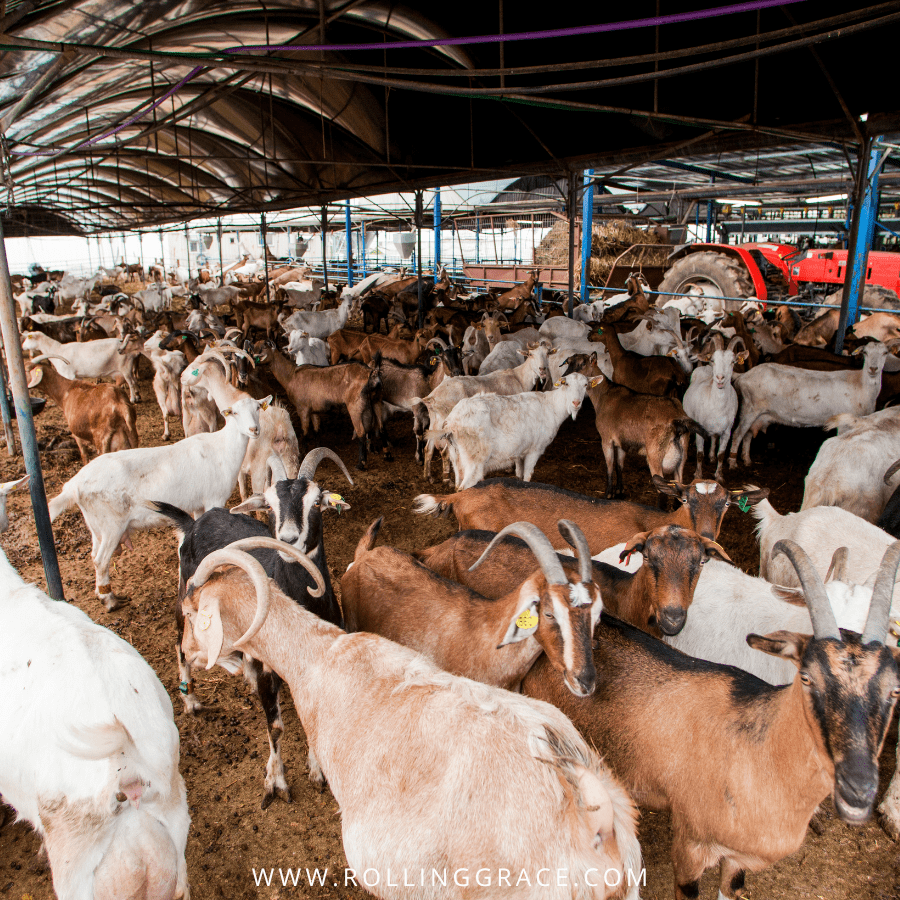Large herd of goats inside a farm shed in India, the source country for Hermès Chevre goatskin leather