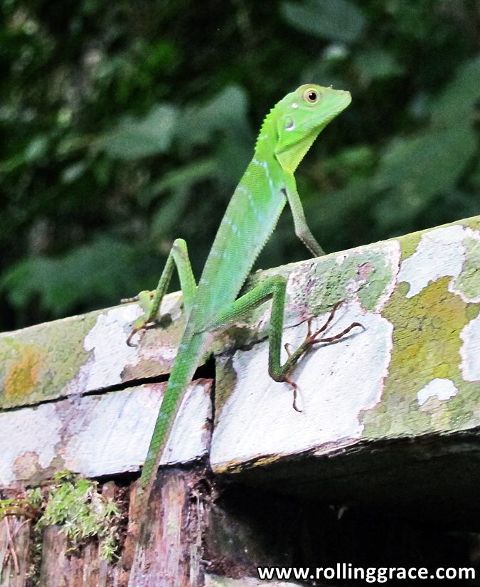 Green crested lizard resting on a wooden railing along the trail at Niah National Park, Sarawak