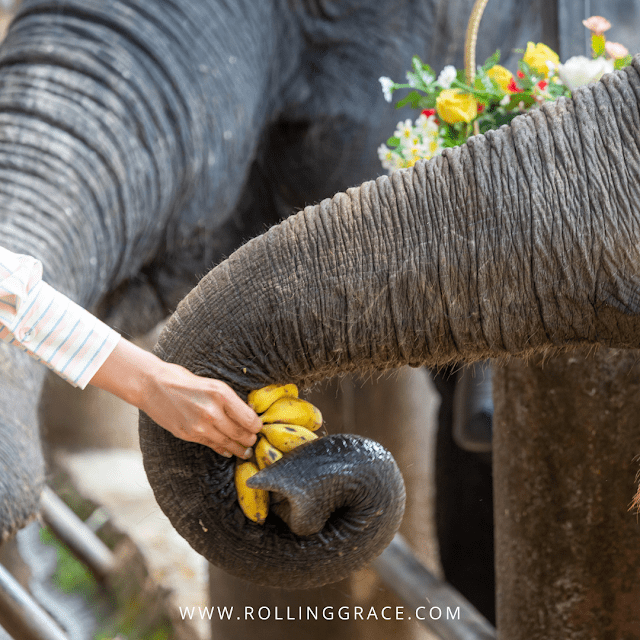Visitor hand-feeding bananas to an elephant's trunk at Kuala Gandah Elephant Conservation Centre, Pahang