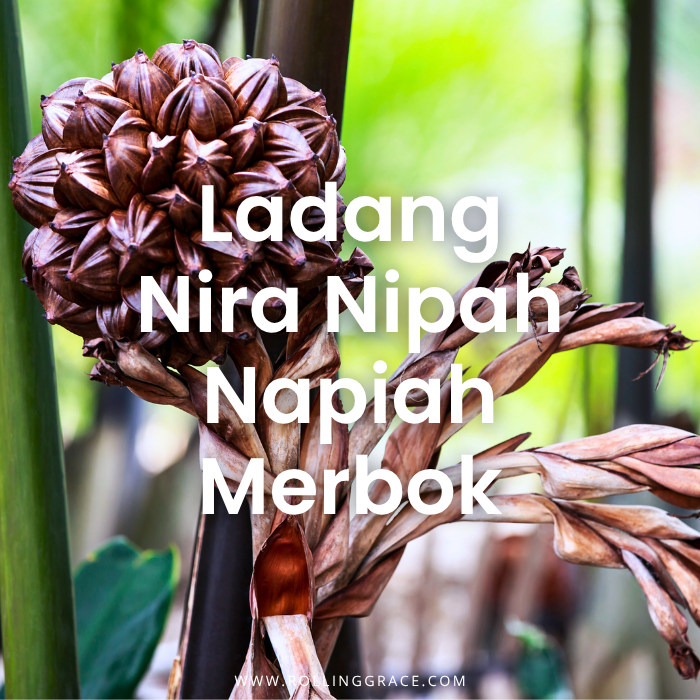 Ladang Nira Nipah Napiah: 6 Best Things to Do in Merbok