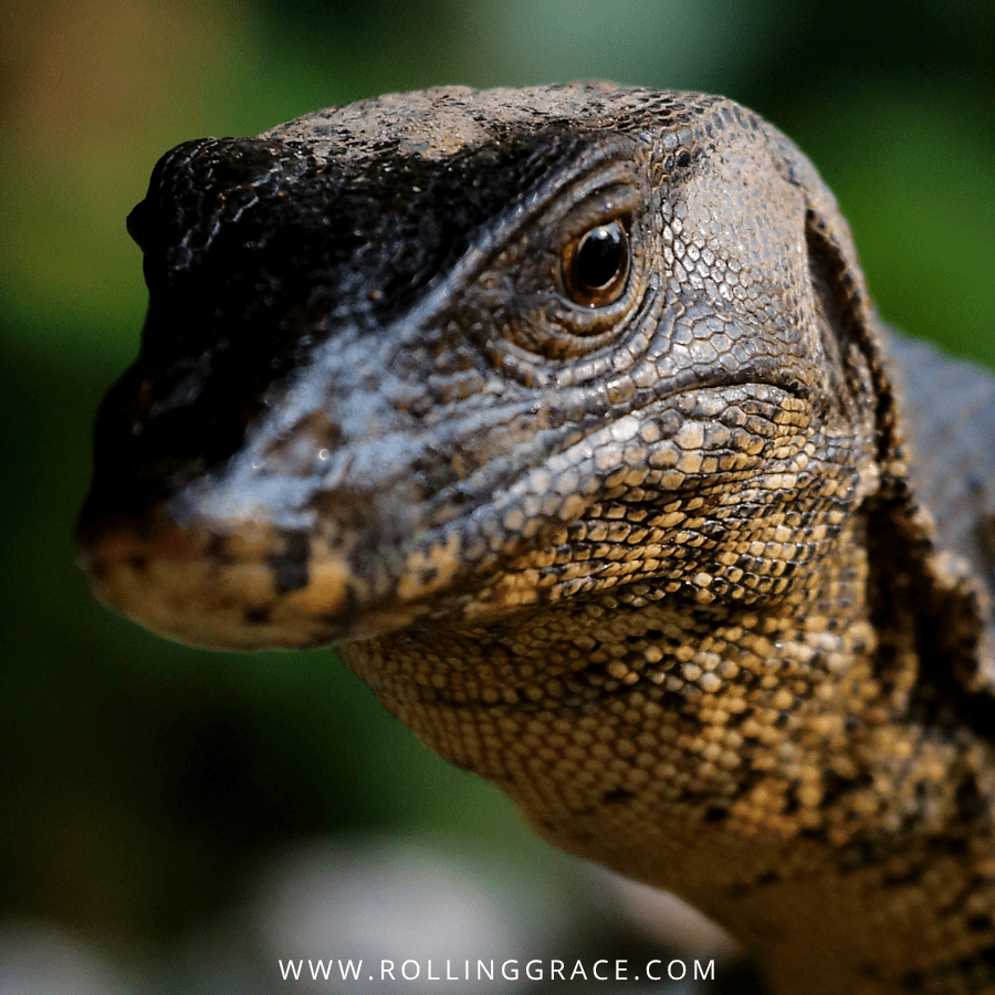 Close-up of a Nile monitor lizard, one of two lizard species sourced by Hermès for its rarest exotic leather bags